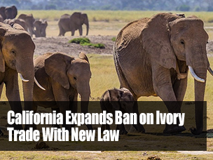 California-Ban-on-Ivory-Trade-Recommnded