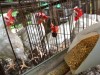 Fourth Largest U.S. Poultry Producer to Pay for Animal Rights Improvements